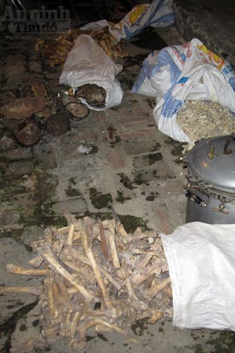 Cùng với thịt hổ, nhiều mai rùa, xương động vật khác được tìm thấy trong "lò nấu cao" này